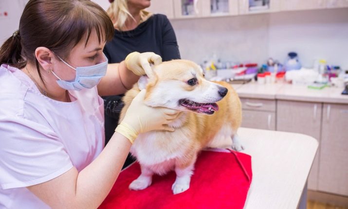 Коргі флаффи (22 фото): опис та утримання цуценят вельш-коргі-пемброк і -кардиган з геном. Як визначити флаффи?