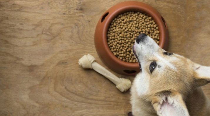 Коргі флаффи (22 фото): опис та утримання цуценят вельш-коргі-пемброк і -кардиган з геном. Як визначити флаффи?