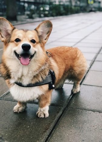 Коргі флаффи (22 фото): опис та утримання цуценят вельш-коргі-пемброк і -кардиган з геном. Як визначити флаффи?