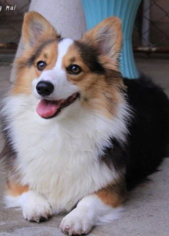 Коргі флаффи (22 фото): опис та утримання цуценят вельш-коргі-пемброк і -кардиган з геном. Як визначити флаффи?