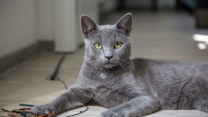 Короткошерсті породи кішок (75 фото): короткошерсті породи котів з назвами. Як вичісувати домашніх тварин різних порід?