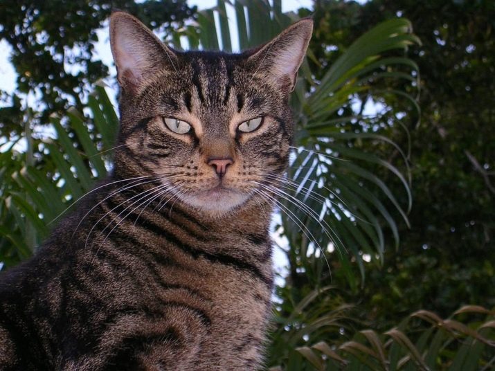 Короткошерсті породи кішок (75 фото): короткошерсті породи котів з назвами. Як вичісувати домашніх тварин різних порід?
