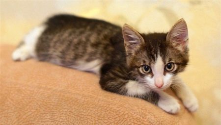 Кошеня в 3 місяці (22 фото): як виглядає тримісячний кошеня? Які щеплення йому роблять? Що кіт їсть і як за ним доглядати?