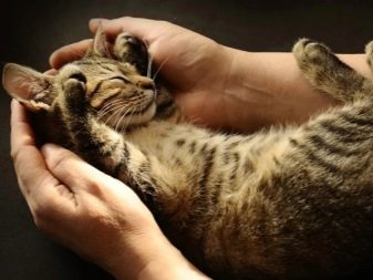 Кошеня в 3 місяці (22 фото): як виглядає тримісячний кошеня? Які щеплення йому роблять? Що кіт їсть і як за ним доглядати?