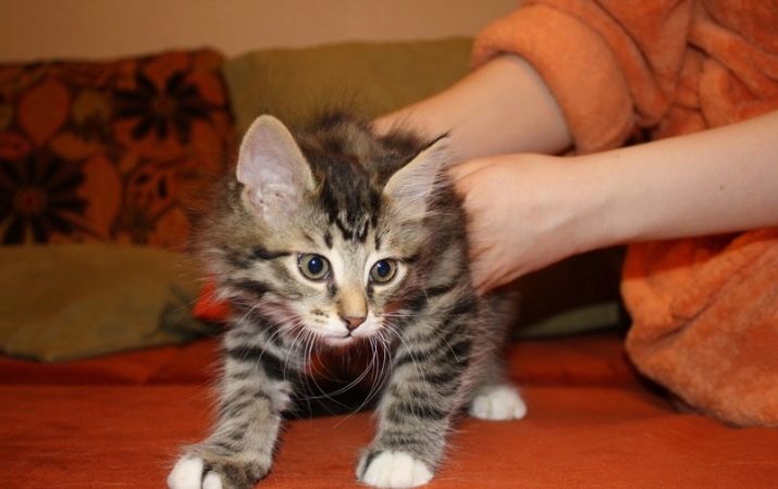 Кошеня в 3 місяці (22 фото): як виглядає тримісячний кошеня? Які щеплення йому роблять? Що кіт їсть і як за ним доглядати?