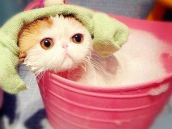 Коти снупі (24 фото): завдяки чому стали популярними кішки цієї породи? Опис характеру і особливості змісту екзотичної японської кішки