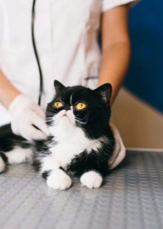 Коти снупі (24 фото): завдяки чому стали популярними кішки цієї породи? Опис характеру і особливості змісту екзотичної японської кішки