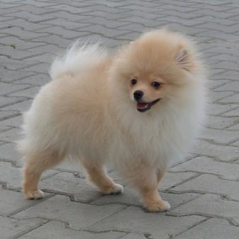 Кремовий шпіц (16 фото): опис. Як назвати цуценя-дівчинку і хлопчика кремового окрасу? Характер дорослої собаки