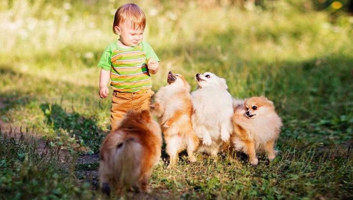 Кремовий шпіц (16 фото): опис. Як назвати цуценя-дівчинку і хлопчика кремового окрасу? Характер дорослої собаки