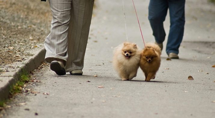Кремовий шпіц (16 фото): опис. Як назвати цуценя-дівчинку і хлопчика кремового окрасу? Характер дорослої собаки