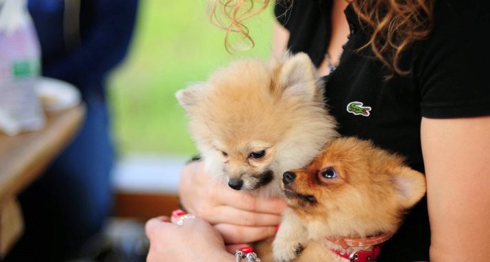 Кремовий шпіц (16 фото): опис. Як назвати цуценя-дівчинку і хлопчика кремового окрасу? Характер дорослої собаки