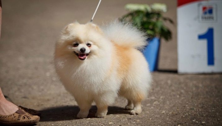 Кремовий шпіц (16 фото): опис. Як назвати цуценя-дівчинку і хлопчика кремового окрасу? Характер дорослої собаки