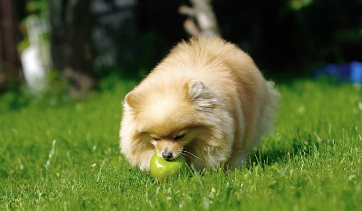 Кремовий шпіц (16 фото): опис. Як назвати цуценя-дівчинку і хлопчика кремового окрасу? Характер дорослої собаки