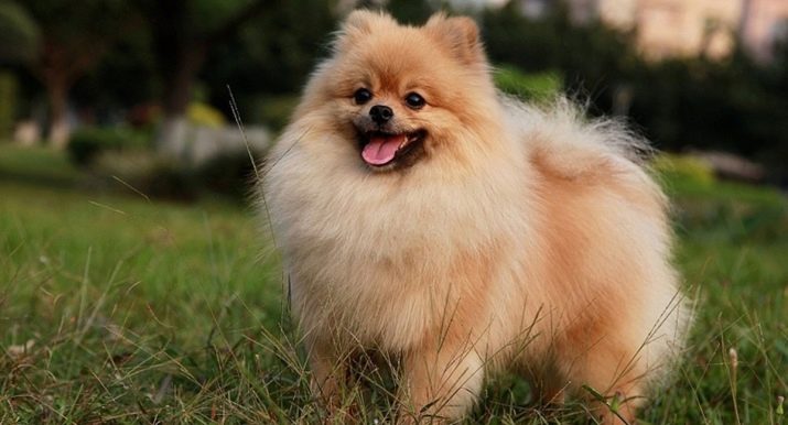 Кремовий шпіц (16 фото): опис. Як назвати цуценя-дівчинку і хлопчика кремового окрасу? Характер дорослої собаки