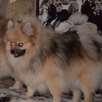 Кремовий шпіц (16 фото): опис. Як назвати цуценя-дівчинку і хлопчика кремового окрасу? Характер дорослої собаки