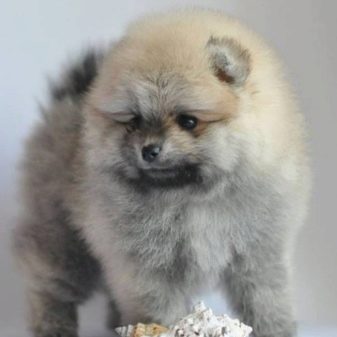 Кремовий шпіц (16 фото): опис. Як назвати цуценя-дівчинку і хлопчика кремового окрасу? Характер дорослої собаки