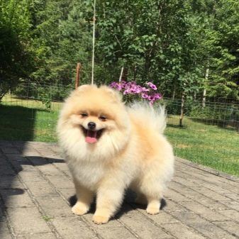 Кремовий шпіц (16 фото): опис. Як назвати цуценя-дівчинку і хлопчика кремового окрасу? Характер дорослої собаки