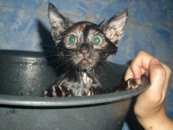 Купання кошеня в перший раз: з якого віку можна купати кошенят? Як правильно купати кошеня вдома вперше?