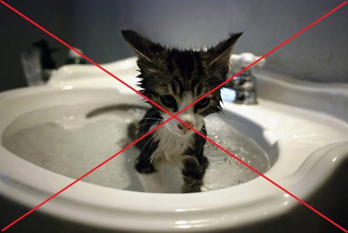 Купання кошеня в перший раз: з якого віку можна купати кошенят? Як правильно купати кошеня вдома вперше?