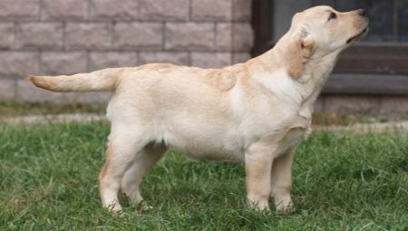 Лабрадор 4 місяці (18 фото): що повинен робити щеня? Його вага. Правила годування. Як виглядає собака? Чим її годувати?