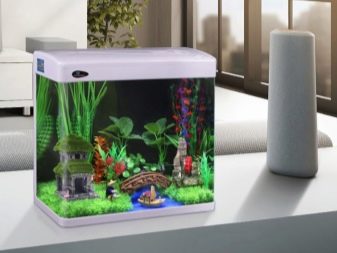 Міні-акваріуми (12 фото): якихось рибок завести в маленькому акваріумі? Що потрібно для маленьких акваріумів? Світильники і рослини для невеликого акваріума