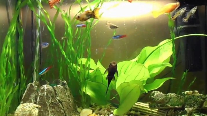 Міні-акваріуми (12 фото): якихось рибок завести в маленькому акваріумі? Що потрібно для маленьких акваріумів? Світильники і рослини для невеликого акваріума