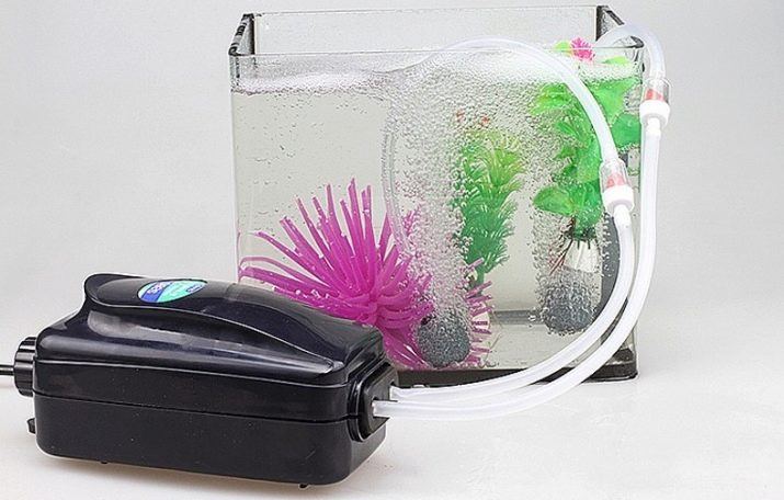 Міні-акваріуми (12 фото): якихось рибок завести в маленькому акваріумі? Що потрібно для маленьких акваріумів? Світильники і рослини для невеликого акваріума