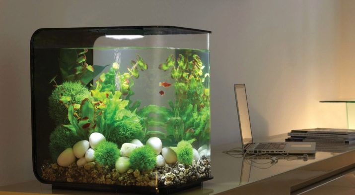 Міні-акваріуми (12 фото): якихось рибок завести в маленькому акваріумі? Що потрібно для маленьких акваріумів? Світильники і рослини для невеликого акваріума