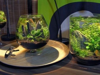 Міні-акваріуми (12 фото): якихось рибок завести в маленькому акваріумі? Що потрібно для маленьких акваріумів? Світильники і рослини для невеликого акваріума