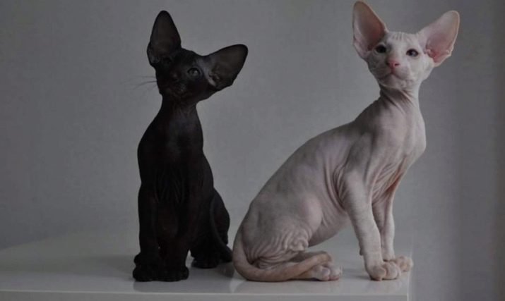 Ім’я для кота породи сфінкс: прикольні клички для кошенят. Які єгипетські імена підійдуть для котів-хлопчиків породи сфінкс чорного кольору?