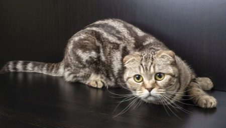 Ім’я для шотландського капловухе кота: красиві і популярні клички, якими можна назвати кошеня-хлопчика шотландської вислоухой породи