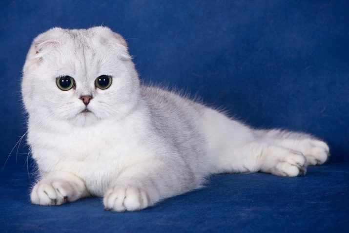 Ім’я для шотландського капловухе кота: красиві і популярні клички, якими можна назвати кошеня-хлопчика шотландської вислоухой породи