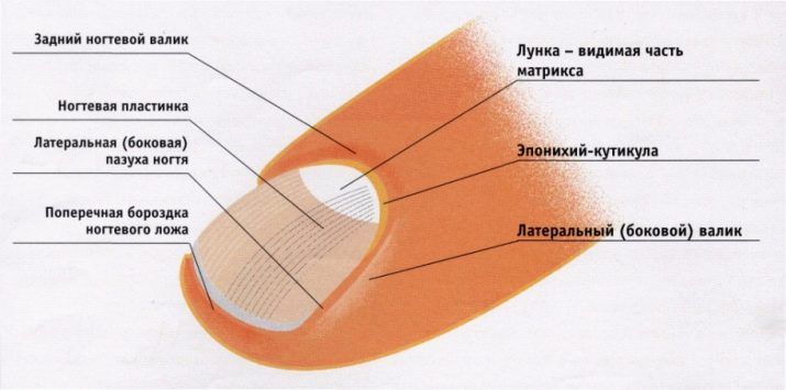 Матрикс нігтя (18 фото): що це таке? Як лікувати пошкоджену зону?