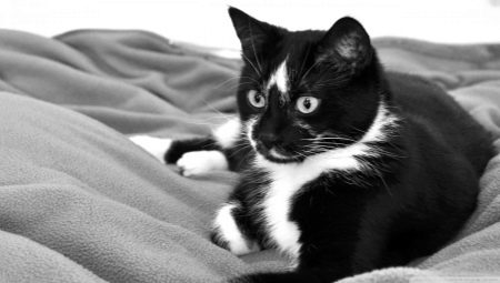 Імена для чорно-білих котів: як назвати двоколірних кошенят з чорним і білим забарвленням? Які імена більше підходять для хлопчиків, а які для дівчаток?