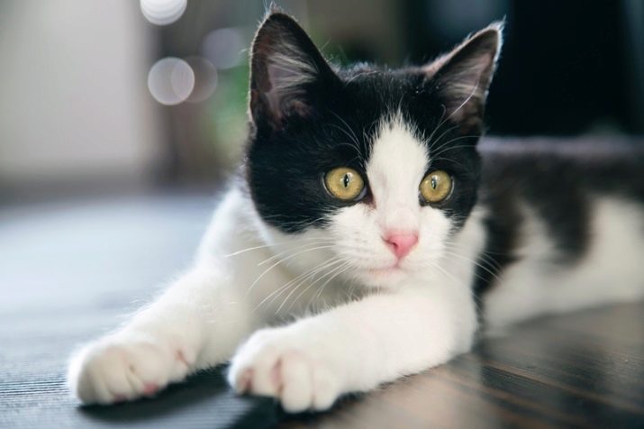 Імена для чорно-білих котів: як назвати двоколірних кошенят з чорним і білим забарвленням? Які імена більше підходять для хлопчиків, а які для дівчаток?