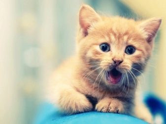 Імена для кішок: красиві і оригінальні клички для кошенят. Рідкісні та незвичайні котячі імена для породистих кішок і котів