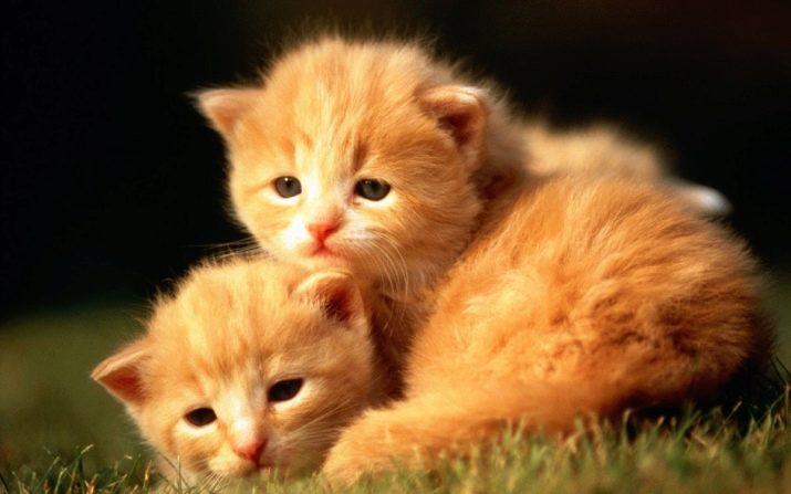 Імена для кішок: красиві і оригінальні клички для кошенят. Рідкісні та незвичайні котячі імена для породистих кішок і котів