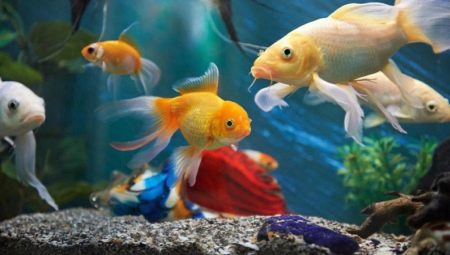 Імена для рибок (16 фото): як можна назвати хлопчиків і дівчаток? Яке ім’я можна дати акваріумних рибках синього або червоного кольору?
