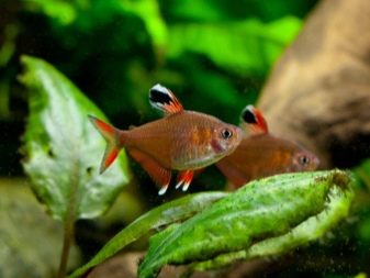 Імена для рибок (16 фото): як можна назвати хлопчиків і дівчаток? Яке ім’я можна дати акваріумних рибках синього або червоного кольору?