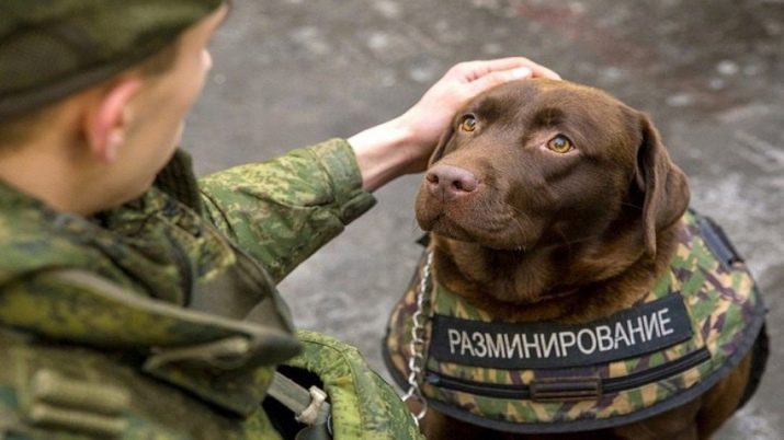 Мова собак (21 фото): як зрозуміти, що собака тебе любить? Як вивчити собача мова жестів?