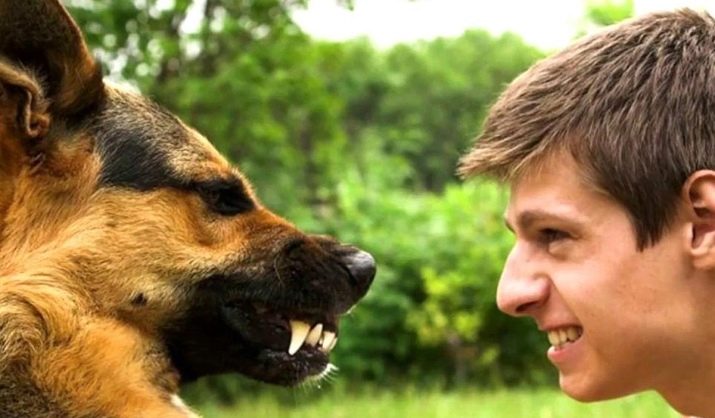 Мова собак (21 фото): як зрозуміти, що собака тебе любить? Як вивчити собача мова жестів?