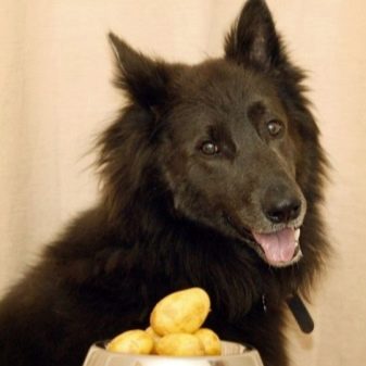 Можна картоплю собакам? 19 фото чи Можна давати цуценятам і дорослим собакам варену і сиру картоплю? Що робити, якщо собака з’їла картопляне пюре?