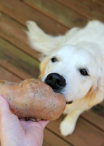 Можна картоплю собакам? 19 фото чи Можна давати цуценятам і дорослим собакам варену і сиру картоплю? Що робити, якщо собака з’їла картопляне пюре?
