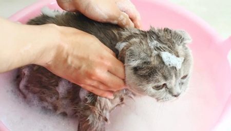Можна кота мити звичайним шампунем? Чому не можна мити кішку людським шампунем для дорослих людей? Чи можна купати кошеня дитячим засобом?