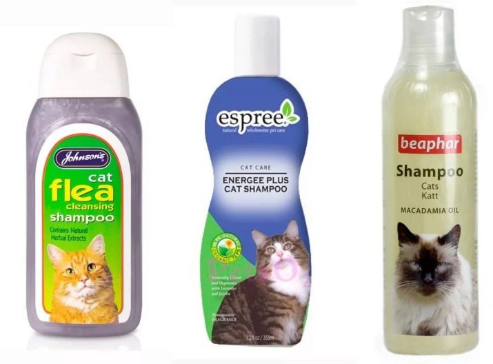 Можна кота мити звичайним шампунем? Чому не можна мити кішку людським шампунем для дорослих людей? Чи можна купати кошеня дитячим засобом?