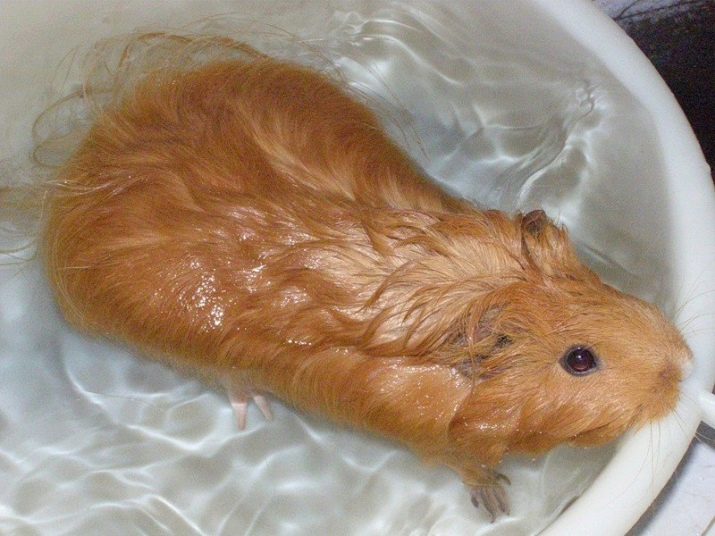Можна купати морську свинку? Як часто і в якій воді потрібно її мити в домашніх умовах? Люблять морські свинки купання?