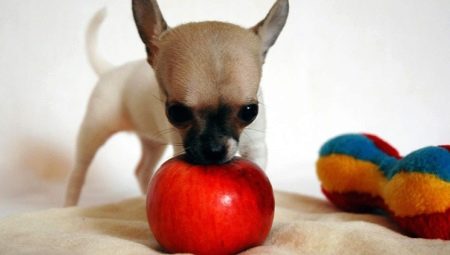 Можна собакам їсти яблука? 12 фото В якому вигляді давати яблука цуценятам? Можна їм є свіжі яблука і яблучні кісточки?