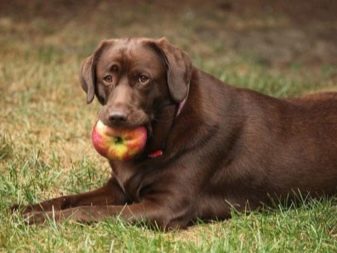 Можна собакам їсти яблука? 12 фото В якому вигляді давати яблука цуценятам? Можна їм є свіжі яблука і яблучні кісточки?