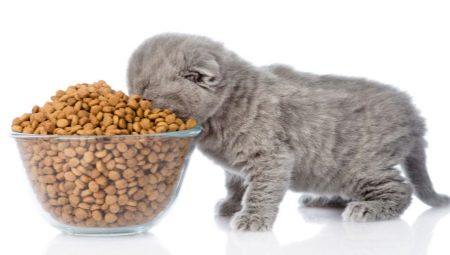 Норма корму для кошенят в день: таблиця норм для годування кошеняти сухим і вологим кормом. Скільки грамів корму необхідно для кошеняти 4 місяців та інших віків?