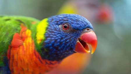 Папуга лорі (23 фото): види папуг лориевых, особливості їх змісту